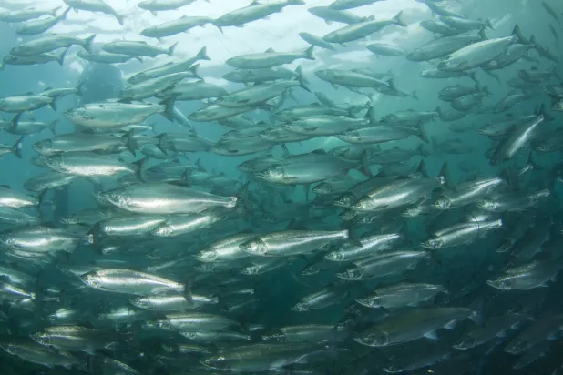 سمك السلمون يولد في النهر (شاترستوك)