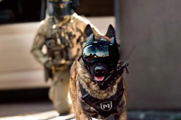 كلاب مدربة على اكتشاف المتفجرات والمخدرات (صفحة مجموعة التدخل للشرطة الوطنية الفرنسية على فيسبوك)