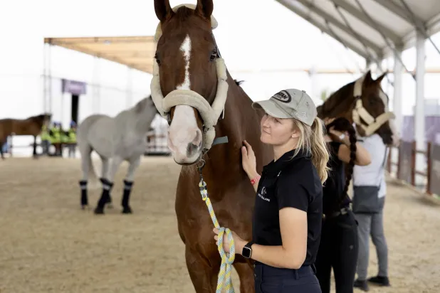 من الجياد المشاركة في مونديال قفز الحواجز خلال مرحلة الاستعدادات (الشرق الأوسط)