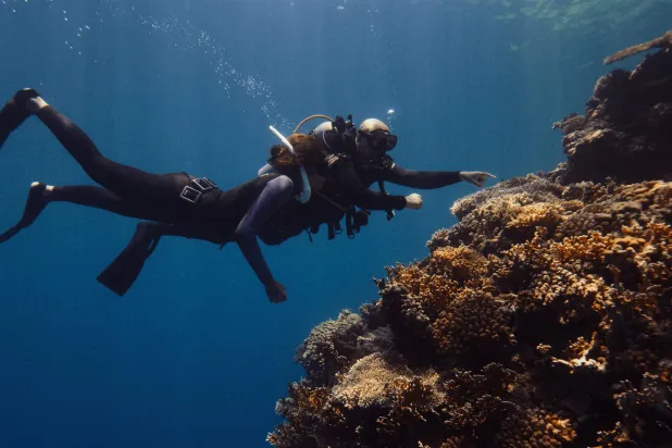 الفيلم الوثائقي يسلط الضوء على أهمية مكافحة تأثير التغير المناخي على الشعب المرجانية في البحر الأحمر (الشرق الأوسط)