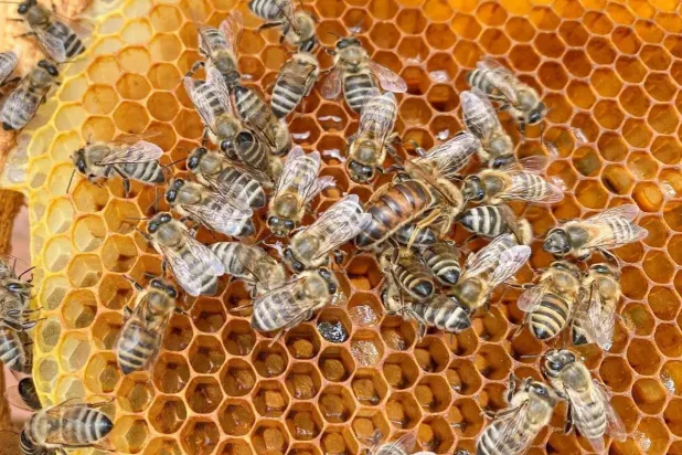 إحدى خلايا النحل التي ينتج منها العسل في منطقة الباحة الواقعة جنوب السعودية (واس)