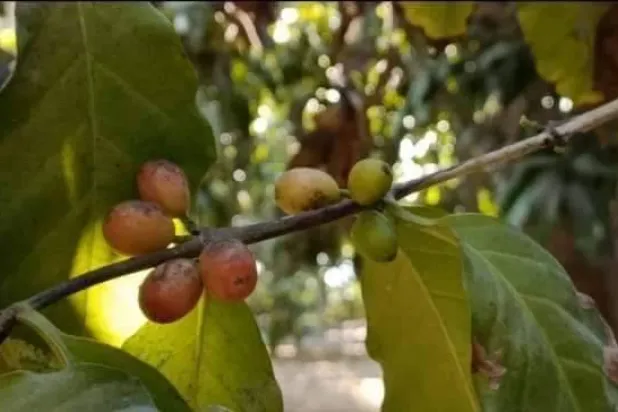 خطة مصرية طموحة لتوطين زراعة البن في أراضيها (الهيئة العامة للاستعلامات)