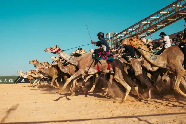 جانب من منافسات كأس العُلا للهجن (الشرق الأوسط)