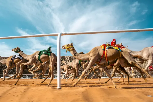 جانب من المنافسات ضمن بطولة كأس العُلا للهجن (الشرق الأوسط)