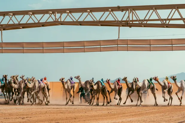 منافسة شديدة شهدها اليوم الثالث من بطولة كأس العلا للهجن (الشرق الأوسط)