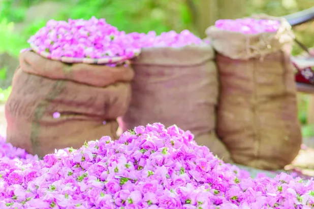 يستخدم الورد الطائفي في تصنيع مستحضرات التجميل (شاترستوك)