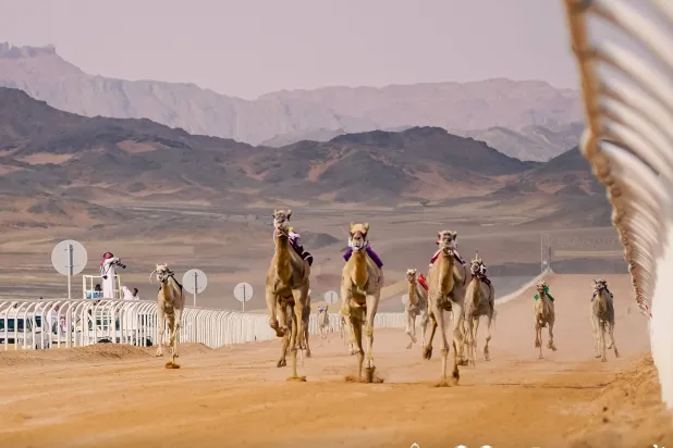 جوائز السباقين تتجاوز الـ5 ملايين ريال (الاتحاد السعودي للهجن)
