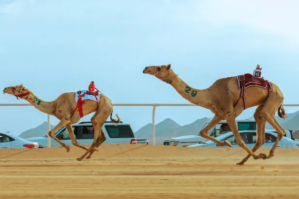 البطولة ستشهد إقامة 13 شوطاً مجموع مسافتها 72 كيلو متراً (الاتحاد السعودي للهجن)