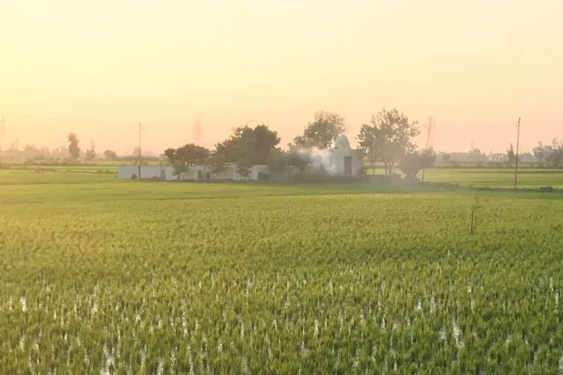 قلّصت مصر زراعة الأرز ضمن استراتيجية قومية لترشيد استهلاك المياه (الشرق الأوسط)