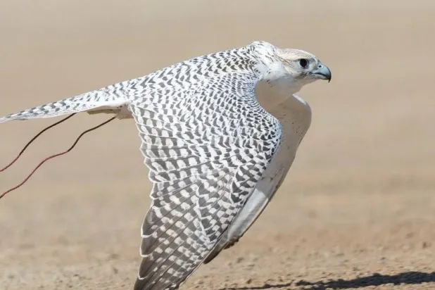 يشهد ملتقى الصقارين عقد ثلاث ورشات عمل (نادي الصقور السعودي)