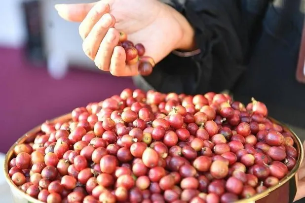 تعمل الشركة السعودية للقهوة على تعزيز جهود تطوير الزراعة المستدامة في منطقة جازان (الشرق الأوسط)