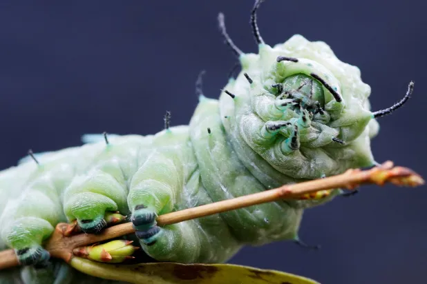 يرقة عثة الأطلس (أتاكوس أطلس) التي تعدّ من بين الأكبر في العالم في الحدائق النباتية في برن (أرشيفية - رويترز)