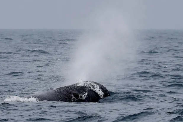 مجموعة من حيتان العنبر وهي تسبح قبالة ساحل ميلاتسو الصقلي (رويترز)