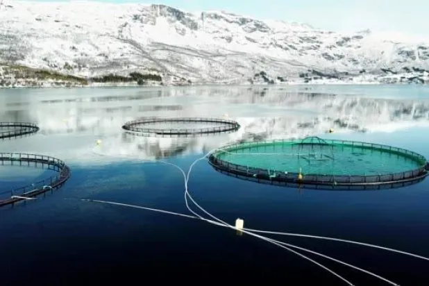 نجاح إجراء تكاثر اصطناعي لأسماك مهددة بالانقراض في الصين