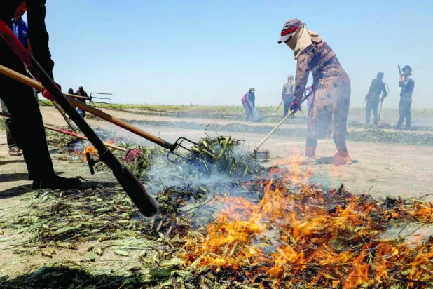 سوريون «يشوون» القمح في بنش بريف إدلب شمال غربي سوريا  (أرشيفية - أ.ف.ب)