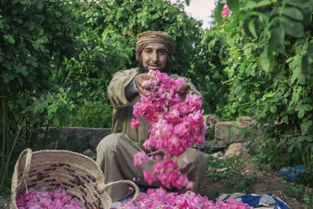 ورد يساوي وزنه ذهبا... تدر زراعة وتقطير الورد، على 18 عائلة مزارعة في الجبل الأخضر، مبلغاً يزيد على مليون دولار أميركي كل عام. (تصوير: خلفان الصلهمي)