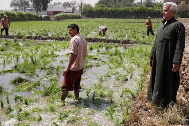 مزارعون بحقل أرز في محافظة القليوبية بمصر (أرشيف رويترز)