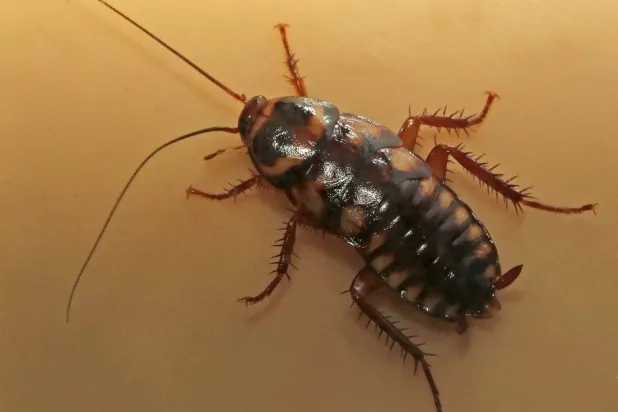 العلماء قالوا إن الحشرات غنية بالبروتين ومتوفرة بكميات كبيرة (رويترز)