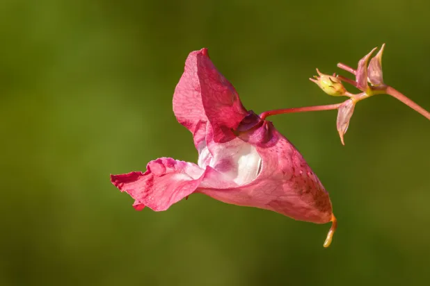 «بلسم الهيمالايا» تؤرق الحياة البرّية (شاترستوك)