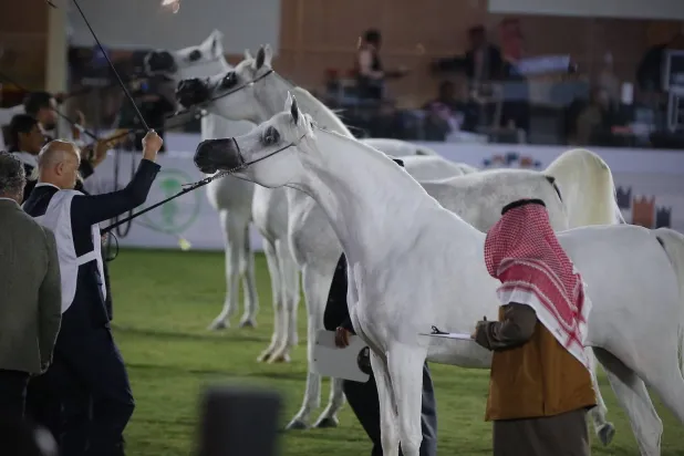 البطولة ستشهد منافسات جمال الخيل العربية والمصرية والخيل سعودية الأصل والمنشأة (مركز الملك عبد العزيز للخيل)