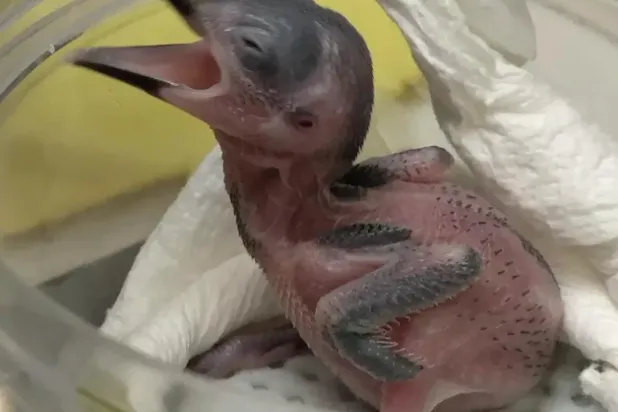 الطير «الأمل» (جمعية علم الحيوان)