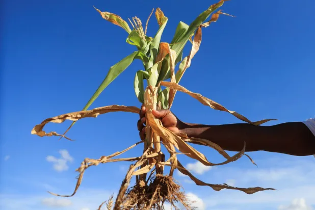 محصول الذرة الذابلة يظهر في موميجو بمنطقة بوهيرا شرق العاصمة هراري - زيمبابوي 16 مارس 2024 (أرشيفية - رويترز)