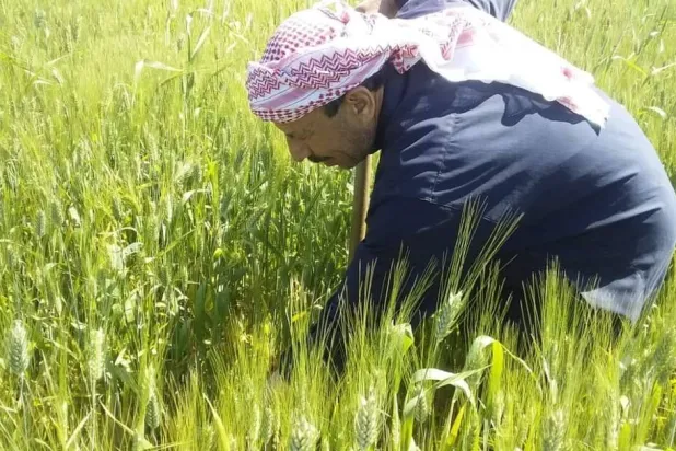 رغم تحسن الأحوال الجوية، تراجع الإنتاج الزراعي في سوريا بسبب نزوح المزارعين (حساب الإعلام الزراعي السوري)