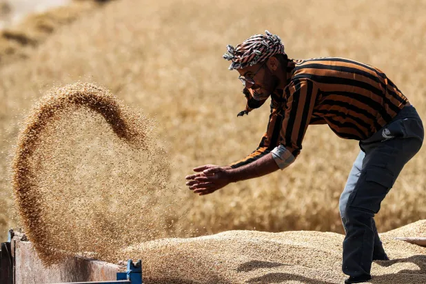 مزارع عراقي خلال موسم حصاد القمح بمحافظة النجف وسط البلاد الشهر الحالي (أ.ف.ب)
