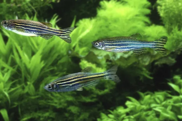 أسماك الزرد أو «الأسماك المخططة» التي أرسلت بكين نظيراتها إلى الفضاء لاختبار كيفية تعاملها مع قوى الجاذبية الضعيفة