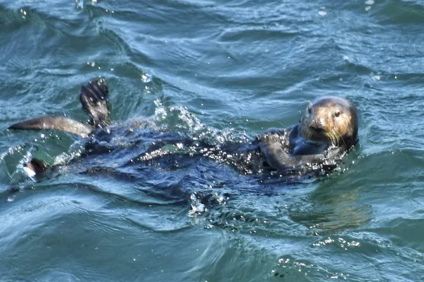 أنثى ثعلب الماء بعد رصدها (داستن مولفاني)