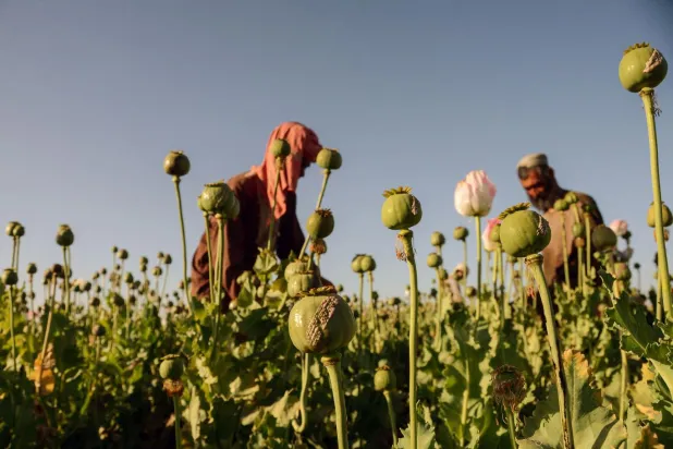 Afganistan'da Taliban'ın getirdiği yasaktan önce 2018-2022'de yıllık yaklaşık 6 bin 420 ton afyon üretildiği tahmin ediliyor (AFP)