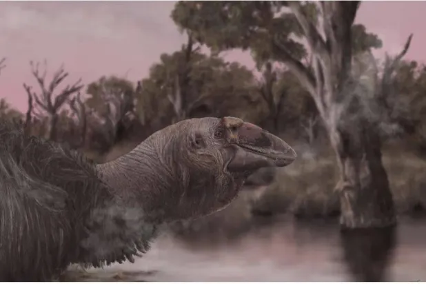 من المحتمل أن هذه الطيور العملاقة التي لا تستطيع الطيران كانت تجوب غابات أستراليا منذ 45 ألف عام (الباحث في علم الحفريات الفقارية جاكوب سي بلوكلاند عبر «إكس»)