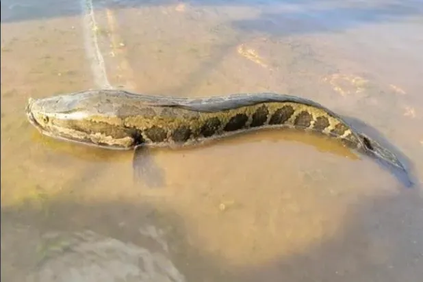 السمكة النادرة (إدارة الحفاظ على البيئة بميسوري)