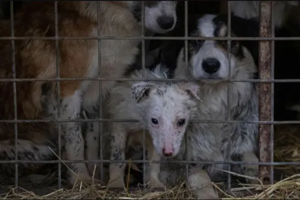 كلابٌ ضحايا الإنسان (الجمعية الملكية لمنع القسوة ضد الحيوانات)