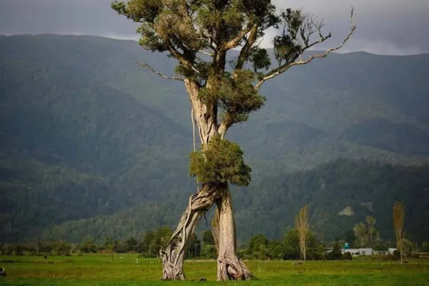 إنها واحدة من أطول الأشجار المُزهرة في نيوزيلندا (جمعية الأشجار)