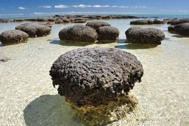 
 
نتایج یک پژوهش جدید نشان می دهد که حیات بر روی کره زمین قبل از ۳.۴۸ میلیارد سال در سعودی شکل گرفت (زمین شناسی)