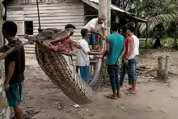 ثعبان ضخم أُمسك به في إندونيسيا سابقاً (أرشيفية - أ.ف.ب)