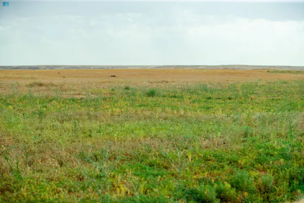 الفِياض والرياض من أكثر مناطق الغطاء النباتي أهمية (واس)