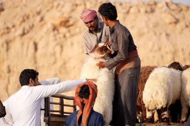 مشترٍ يتفاوض على سعر الماشية (تركي العقيلي)