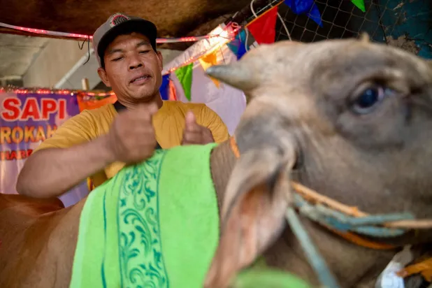 سوماروان يدلك بقرة بنية في «صالون البقر» الخاص به في سوق مؤقتة للماشية في جاكرتا (أ.ف.ب)