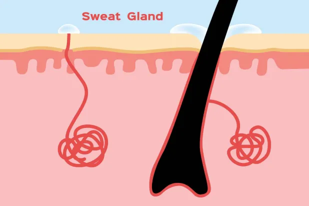 الغدّة العرقية