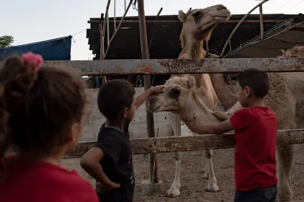 أطفال في خان يونس بجانب حظيرة للماشية عشية عيد الأضحى (إ.ب.أ)