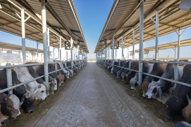 عدد من الأضاحي قبل ذبحها في المجازر المعتمدة (مجلس الوزراء)