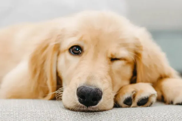 قد يعاني البعض من مشاعر مشابهة لاكتئاب ما بعد الولادة عندما يكون كلبهم ما يزال جرواً (جامعة هلسنكي)