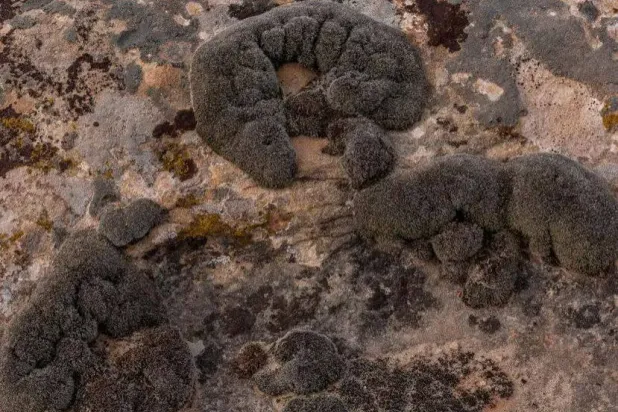 الدراسة تكشف أن نبات «Syntrichia Caninervis» يمكنه تحمّل الجفاف والحرارة (موقع نيو ساينتيست)