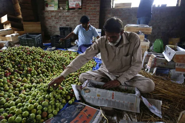 مزارعون بإقليم كشمير يقومون بتعبئة ثمار الخوخ في صناديق خشبية عقب حصادها من حقل بسرينغار (إ.ب.أ)