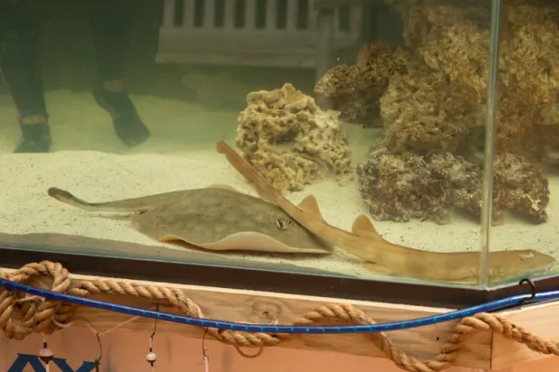 العِلم ومفاجآته (فريق إيكو)