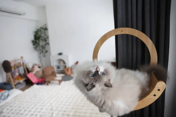 توفير أماكن اختباء آمنة للقطط وفرص اللعب يمكن أن يساعد في تقليل التوتر لديها (رويترز)