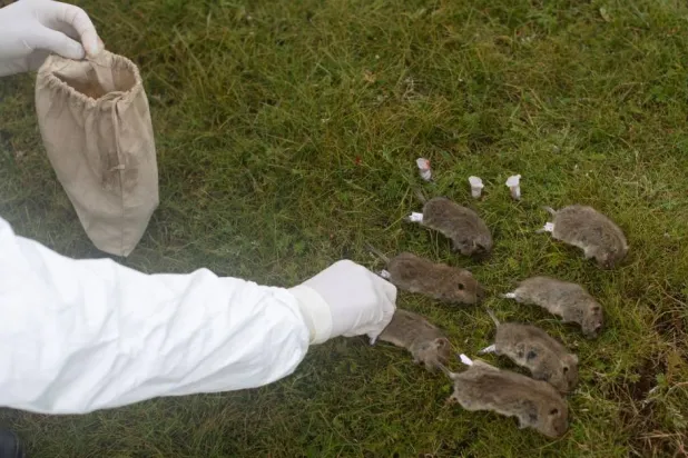 الطاعون الدبلي سببه بكتيريا يرسينيا الطاعونية والتي من المحتمل أنها دخلت أميركا الشمالية عام 1900 من الفئران (رويترز)