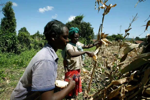 مزارعون يحصدون محصول الذرة في قرية سيجور في كينيا (رويترز)